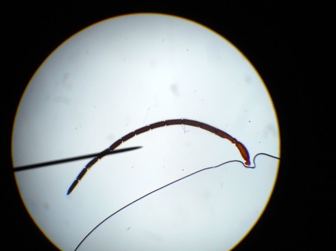 Fly's antenna at 40x magnification. Mounted in nail polish: Strengthener, Nail Hardener. Notice the air bubble encroaching on the sample from the bottom.