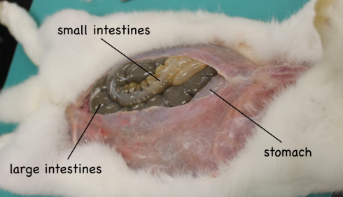 The initial cut into the abdominal cavity exposes the small and large intestines, and the lower part of the stomach.