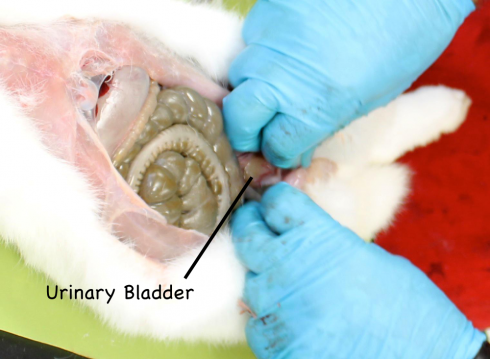 The urinary bladder can be seen in the lower abdominal cavity. It is most easily visible if it still contains some urine. 
