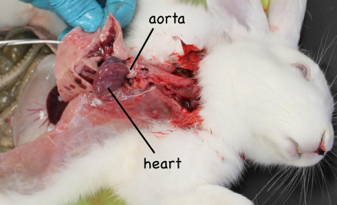 The heart and major arteries (e.g. the aorta) can be seen in the thoracic cavity.