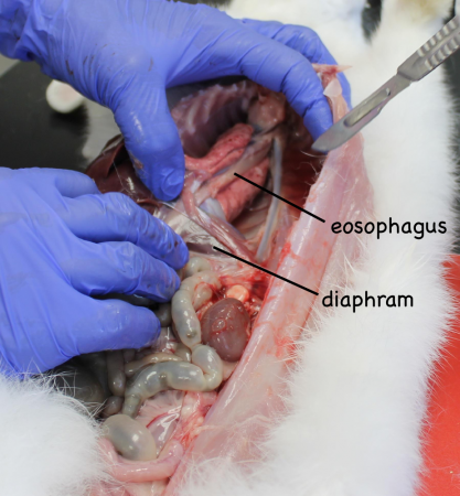 The esophagus connects the mouth to the stomach. As such it runs through the thoracic cavity, behind the lungs, and through the thoracic diaphram to get to the stomach. 