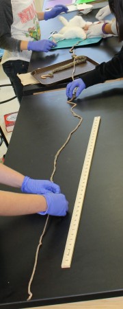 Unraveled, the small intestines measured approximately 265 cm in length. The large intestines were 40 cm long.
