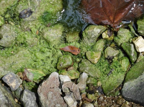 Algae in the creek.