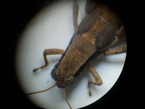 Grasshopper under the microscope. (10x magnification).