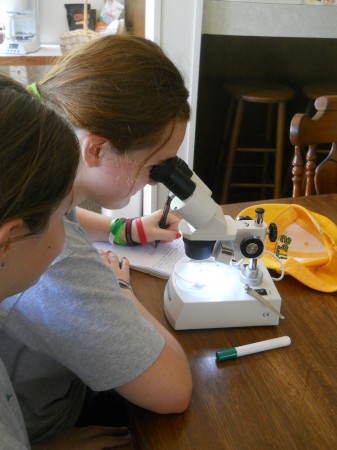 Students studying a grasshopper under the microscope.