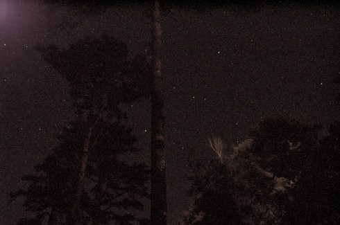 Trees and stars.
