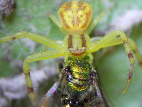 Close up of spider.