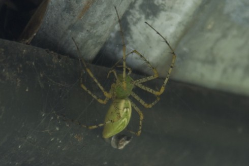 A green spider from near the Heifer global village's refugee camp.
