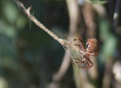 A brown spider found in the brush on the dam.