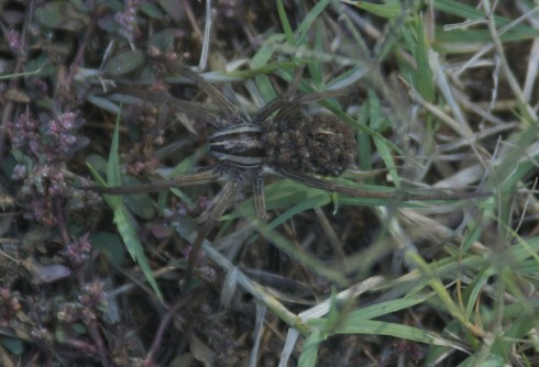 A wolf spider with babies on its back. Found in the grass near the foot of the dam.