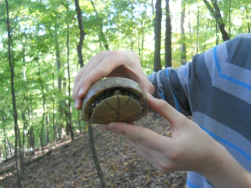 One of two turtles found on the slope above the school.