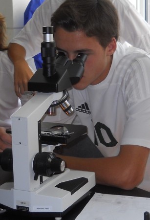 Examining hairs under the microscope.