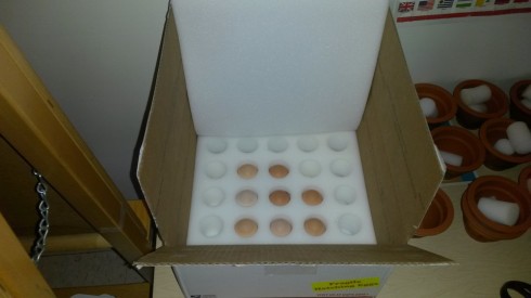 Eight eggs in their packing.
