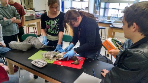Duck dissection.