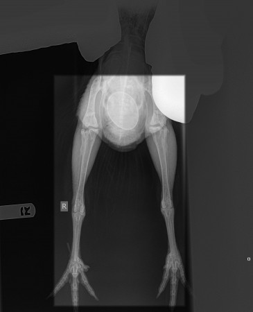 X-ray of our chicken.