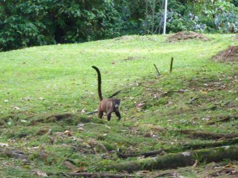 Coati at the Pocosol Research Station in the Children's Eternal Rainforest , Costa Rica.