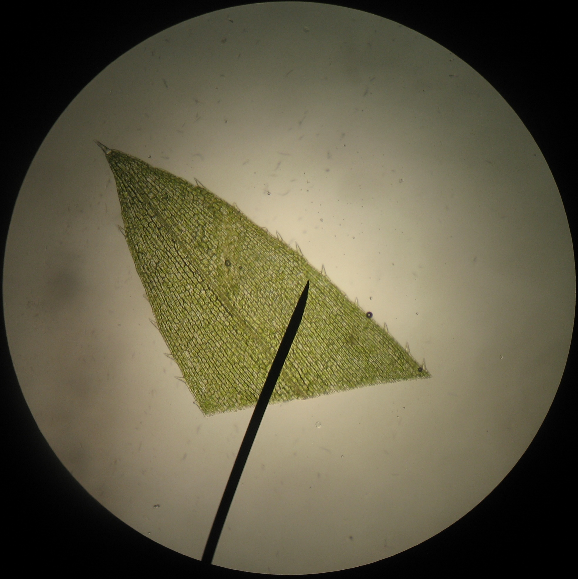 elodea leaf cell 40x