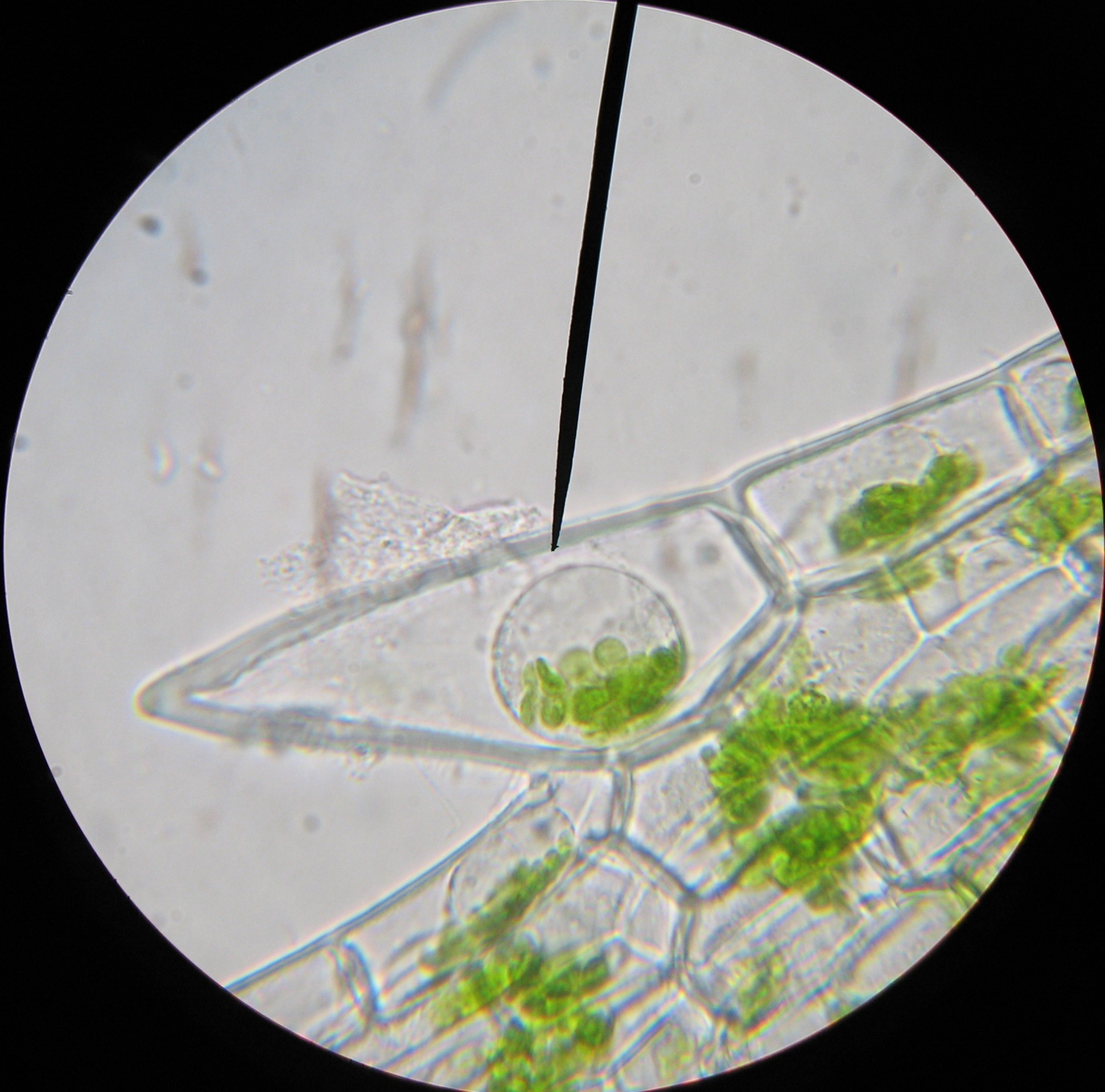 elodea leaf cell 40x