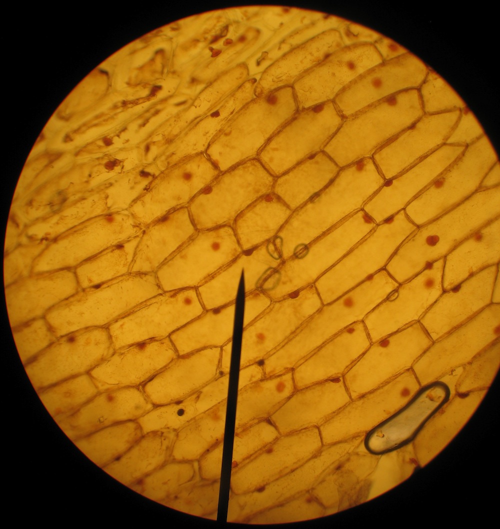 onion cells under microscope high power