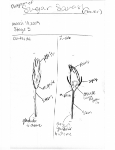 Diagram of squash flowers.