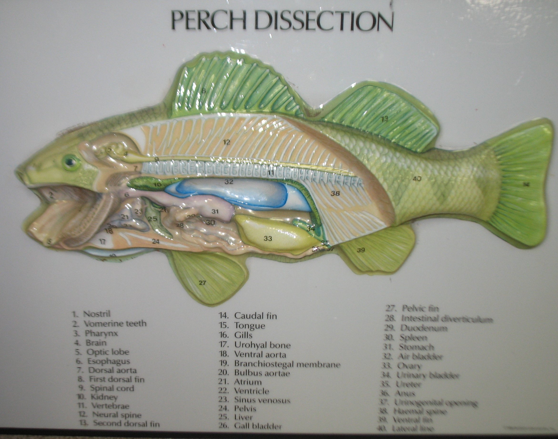 Perch dissection reference. 