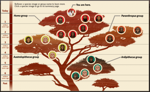 evolution tree