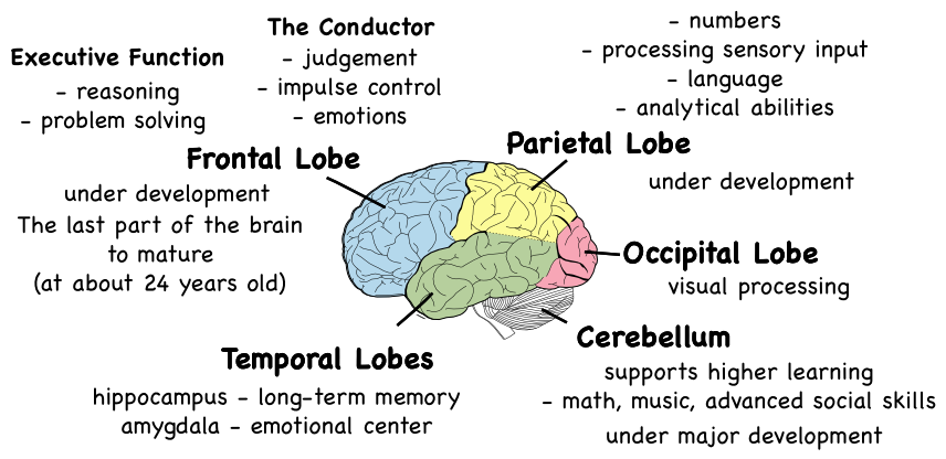 Frontal lobe injury   wikipedia