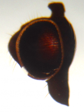 A fly's eye. 100x magnification.