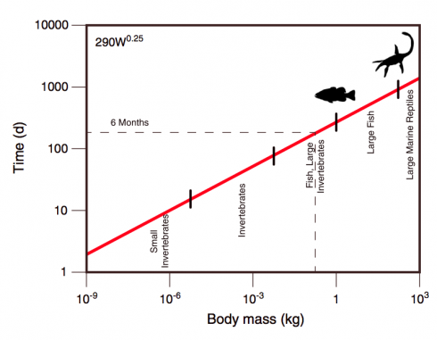 Allometric relationship between body size and time to death by starvation for multicellular poikilotherms in the absence of food (red, drawn from the equation of Peters [1983, p. 42]). Names of various types of organisms are shown as an indication of body size. Image and caption from Robertson et al., 2013.