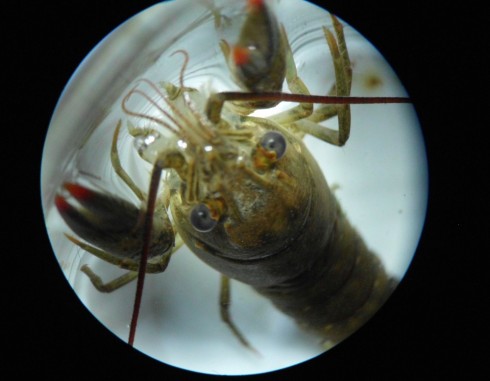 Crayfish in a jar.