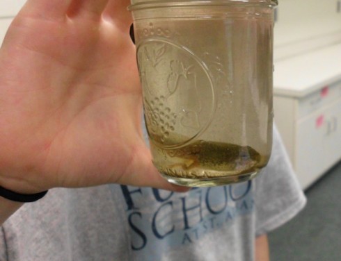 Large tadpole with legs from the creek.