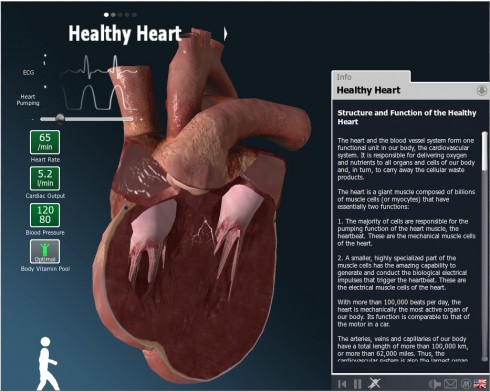 Observing the heart with BodyXQ.