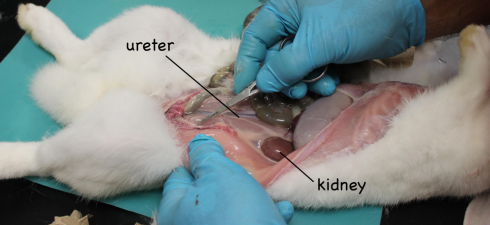 The kidneys and ureter can be seen in the abdominal cavity.