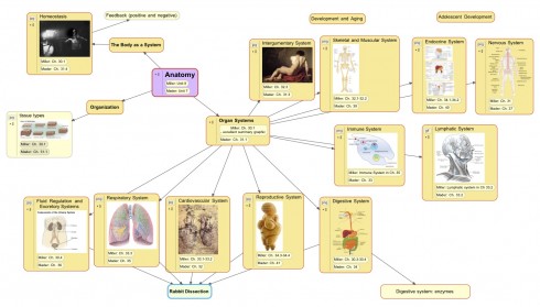 Concept map for the study of anatomy.