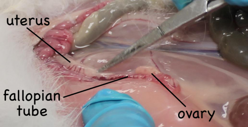 Ovary, fallopian tube, and uterus from dissected rabbit.