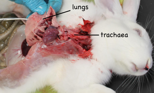 Only the organs of the respiratory system in the thoracic cavity were identified. Note that the heart is also visible, as are the stomach and liver at the left of the image.