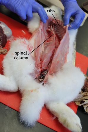 Removal of the organs of the major cavities reveals the ribs and sternum (which had to be cut through to get into the thoracic cavity) and the spinal column.