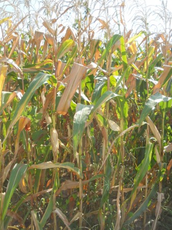 Popcorn on the stalk at the CSA.