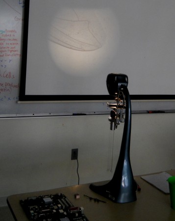 A fly's wing seen using the projecting microscope.