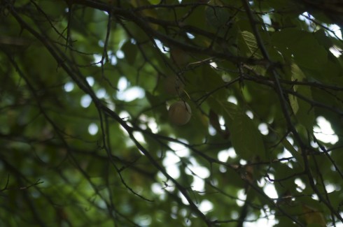 Wild plums on the tree.