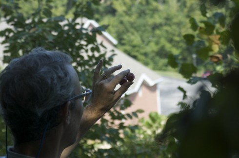 Scott Woodbury holds two wild plums, collected up on the slope next to the school at the boundary between the prairie and tall trees. The school building is in the background. 