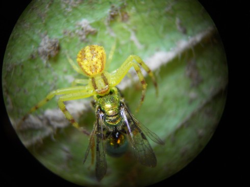 A spider with its rather large catch.