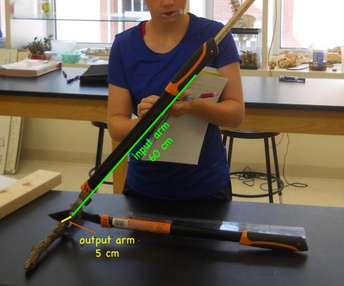 Diagram showing the dimensions of the lever on hedge clippers. The input arm is about 60 cm from the pivot point to the hand holds while the output arm goes from the pivot point to the stick being cut.