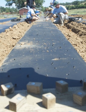 Planting a bed of garlic at the Heifer Ranch CSA.