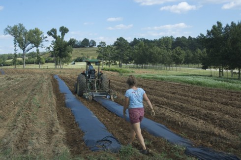 Laying down the plastic using a tractor. The mechanism simultaneously lays down a drip line beneath the plastic for watering.