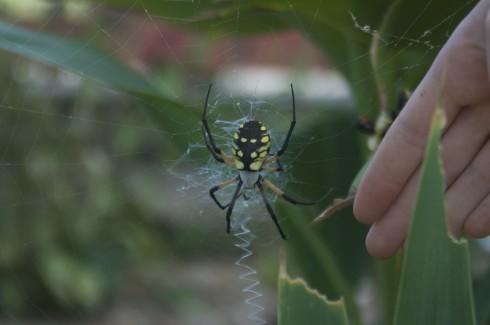 Yellow garden spider found in the herb garden.