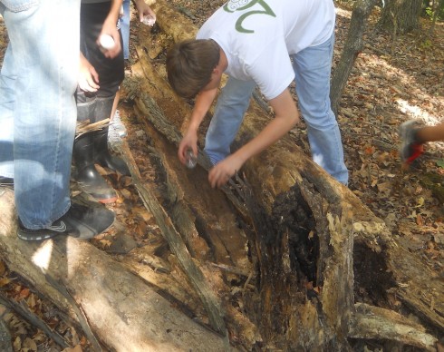 Searching for bugs in an old, rotten log.