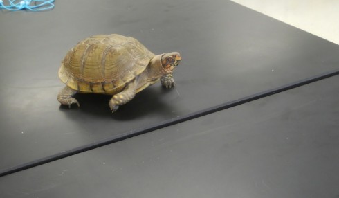 Box turtle visiting the classroom.