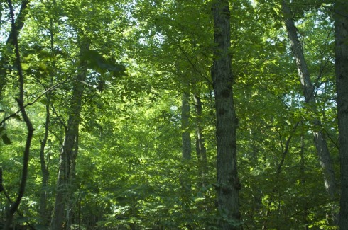 Leaves in the forest canopy capturing sunlight. Photosynthesis in action. Because of all the captured (and reflected) sunlight the floor of the forest beneath the canopy is dark with very little undergrowth. Note: these are not potato trees, potatoes tend to grow under the ground, and potato plants are short, bushy herbs.