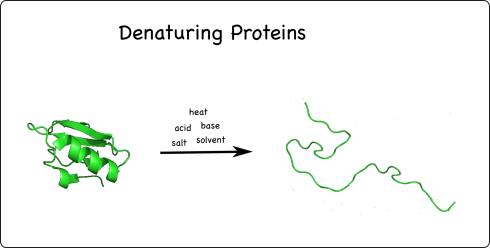 Proteins can be denatured (unfolded) with heat, acids, bases, salts and solvents.